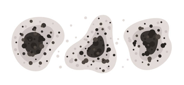 Best Commercial Mold Inspection  in West Salem, WI